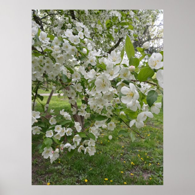 Poster Muitos Botões de Flor (Frente)