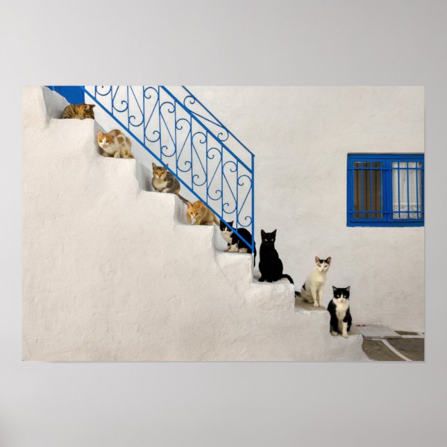 Poster Muitos gatos numa escada branca numa aldeia grega (Frente)
