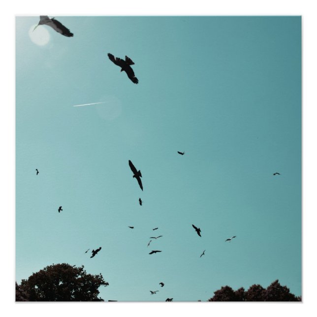 Pôster Muitos pássaros e um rastro (Frente)