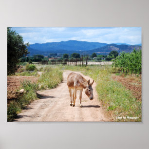 Poster Mula Espanhola em Estrada Rural