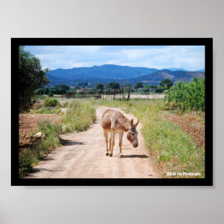 Poster Mula Espanhola em Estrada Rural