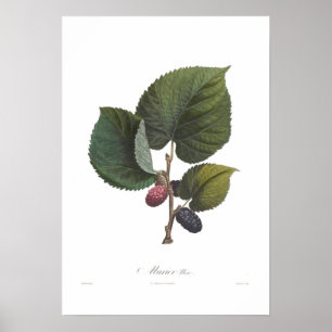 Poster Mulberry preto