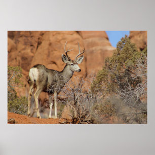 Poster Mule Deer