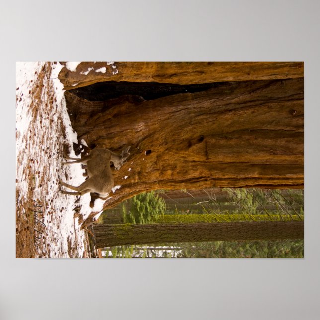 Pôster Mule Deer (Frente)