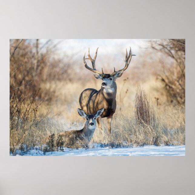 Poster Mule Deer Buck and Doe (Frente)