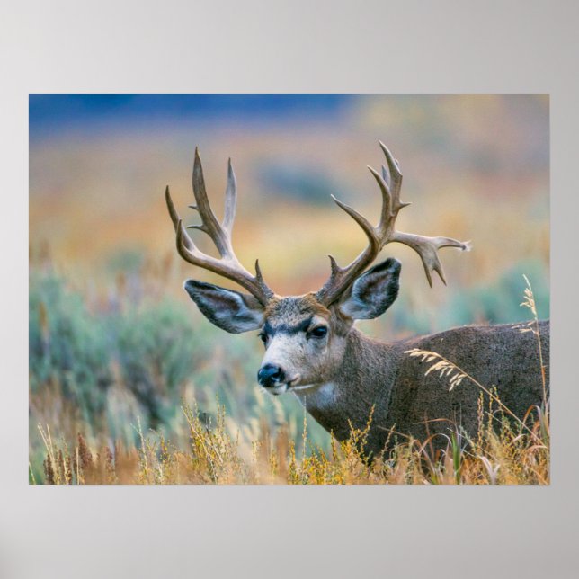 Poster Mule Deer Buck | Grand Teton National Park Wyoming (Frente)