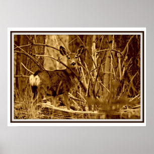 Poster Mule Deer: Doe