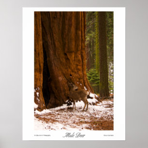 Poster Mule Deer Print