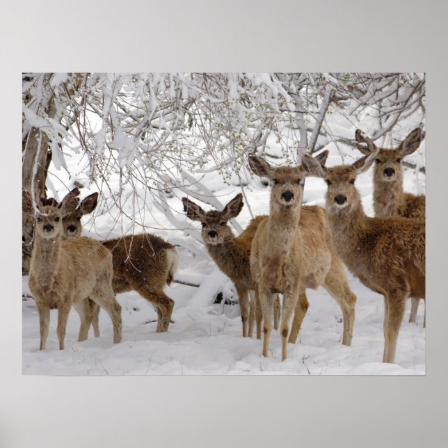 Poster Mule Deer Wyoming (Frente)