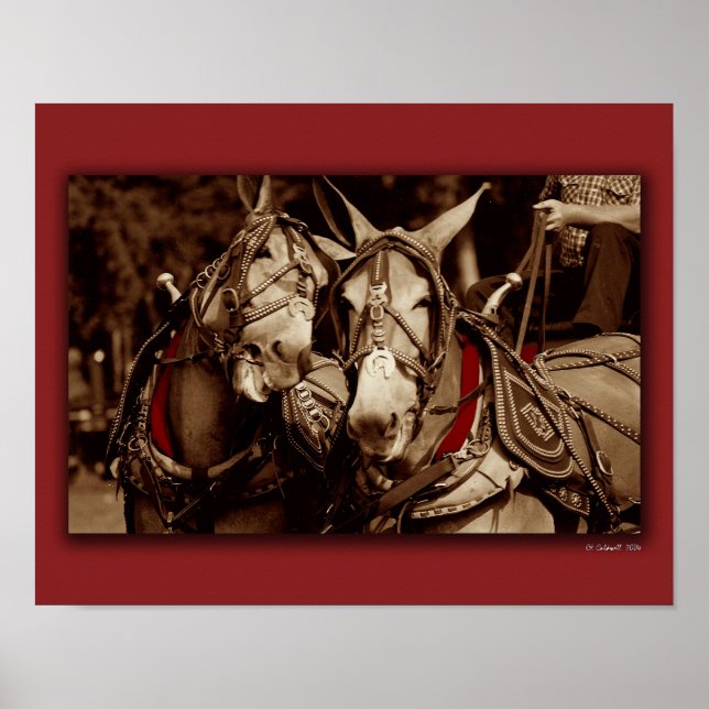 Pôster Mule Speak (Frente)