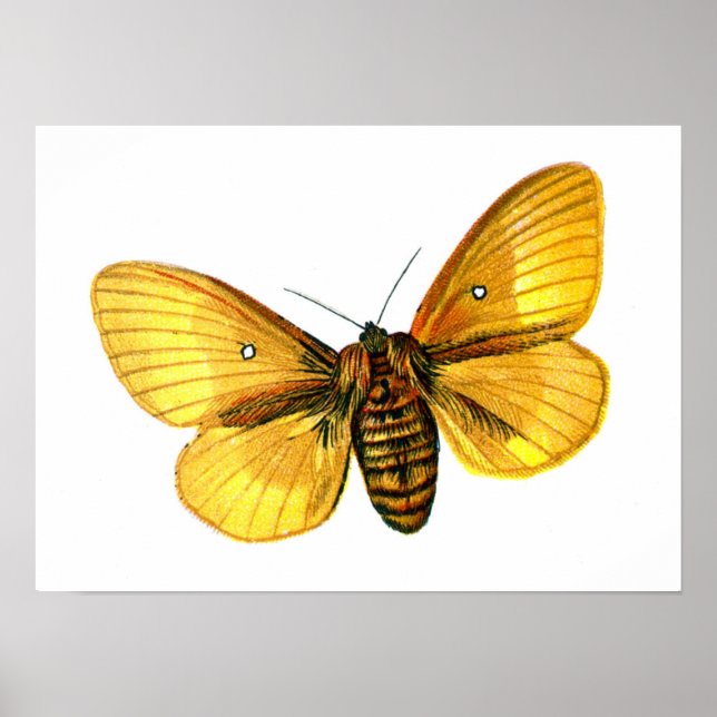 Pôster Mulher-de-busca-bomba (Frente)