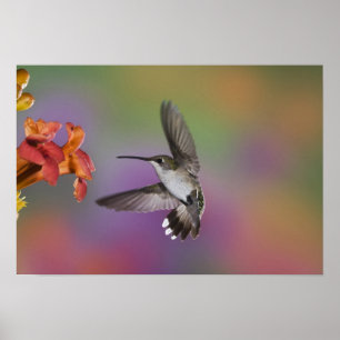 Pôster Mulher Ruby Throated Hummingbird no voo, 2