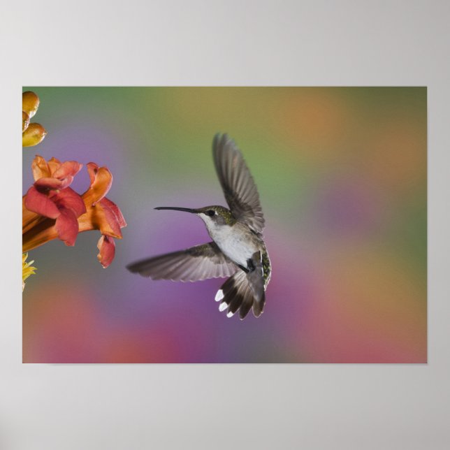 Pôster Mulher Ruby Throated Hummingbird no voo, 2 (Frente)