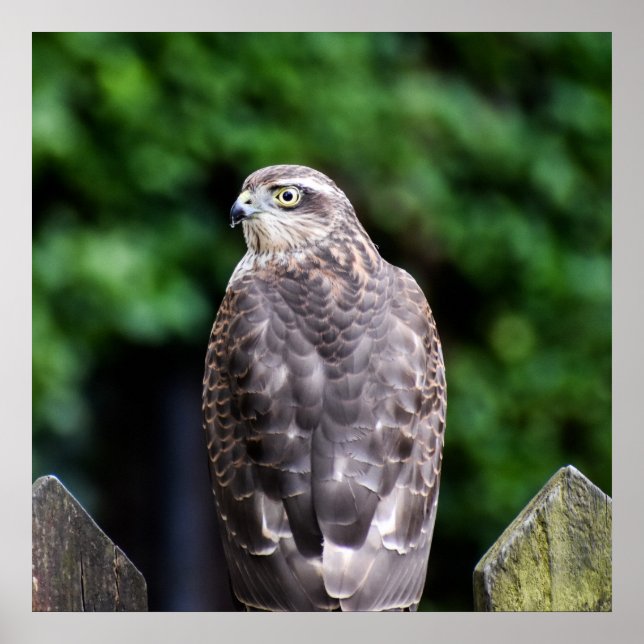 Poster Mulher Sparrowhawk (Frente)