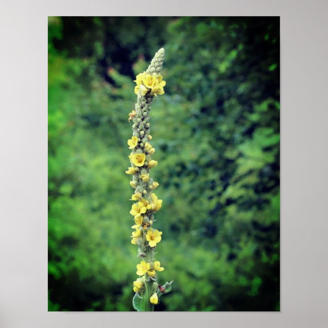 Poster Mullein Wildflower Amarelo (Frente)