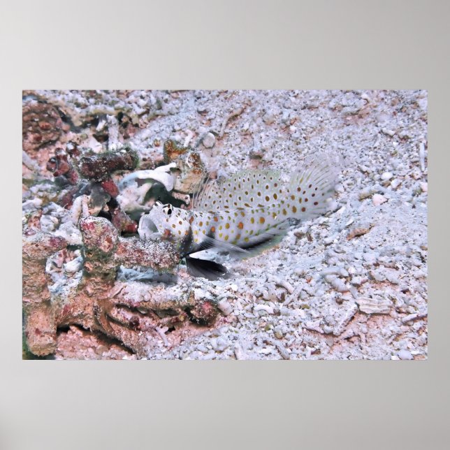 Poster Multas em Flared (Frente)