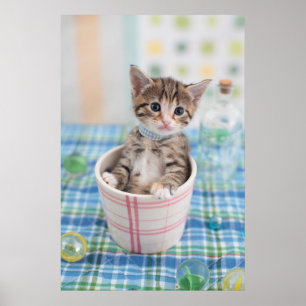 Poster Munchkin Kitten Com Bonito Fita