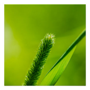 Pôster Mundo verde