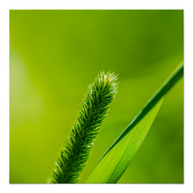 Pôster Mundo Verde (Frente)