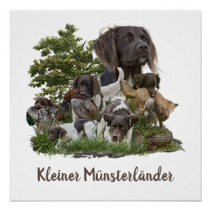 Pôster Munsterlander, versátil caça-apontador-recuperador