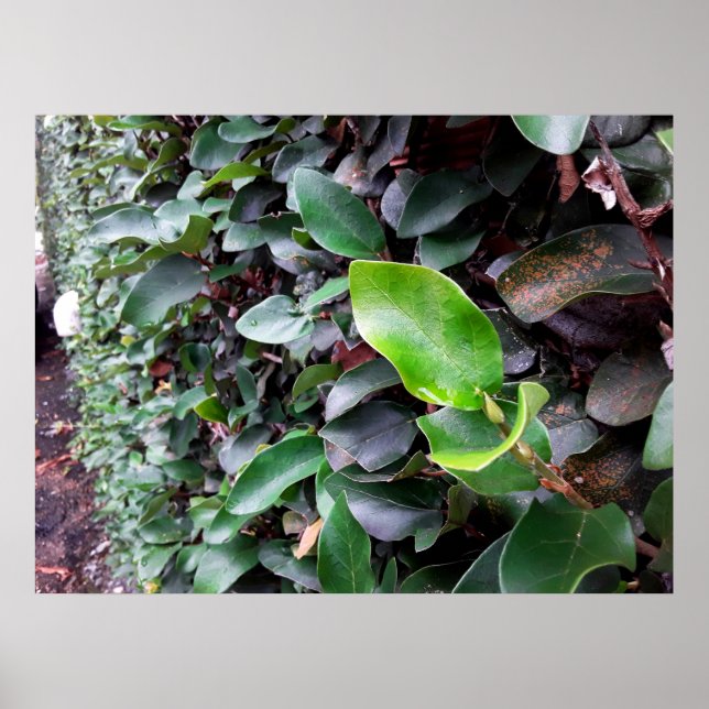 Poster mural (Frente)