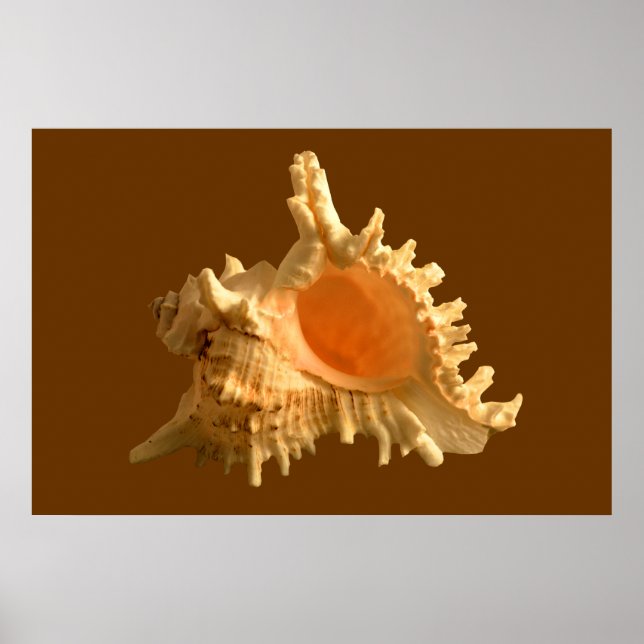 Pôster Murex Ramous (Frente)