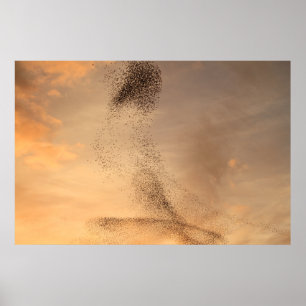 Pôster Murmuration of Starling Print