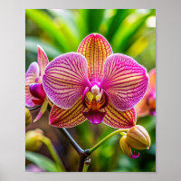 Muro de Orquidée