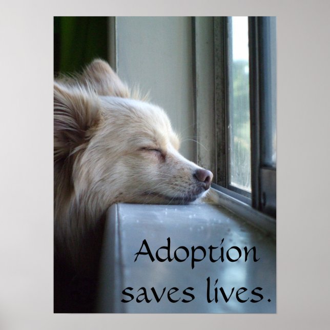 Pôster Murray Adotado Pomeraniano (Frente)