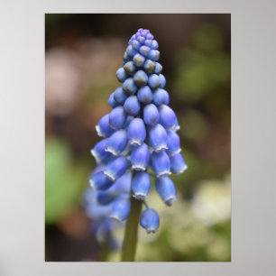 Poster Muscari Armeniacum, Grape Hyacinth