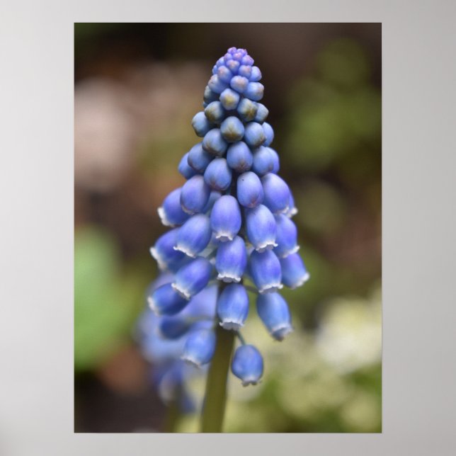 Poster Muscari Armeniacum , Grape Hyacinth (Frente)