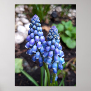 Poster Muscari Armeniacum , Grape Hyacinth com gotas de c
