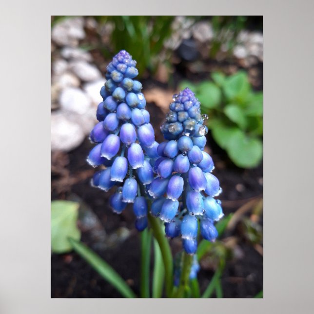Poster Muscari Armeniacum , Grape Hyacinth com gotas de c (Frente)