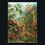 Pôster Muscinae<br><div class="desc">Uma placa de cor da "Kunstformen der Nature" (1904) de Ernst Haeckel,  que representa organismos classificados como Muscinae.</div>