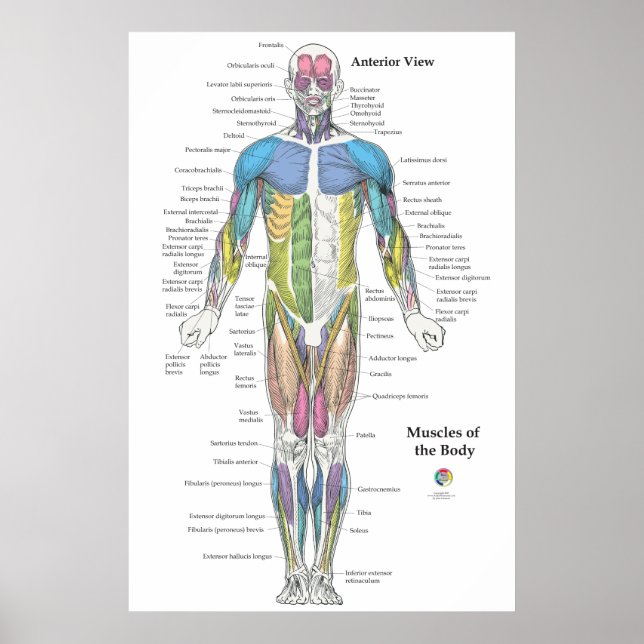 Poster Muscle Anatomy Anterior View Chart (Frente)