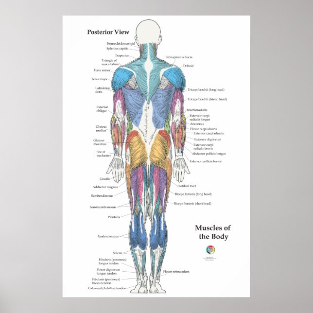 Poster Muscle Anatomy Posterior View (Frente)