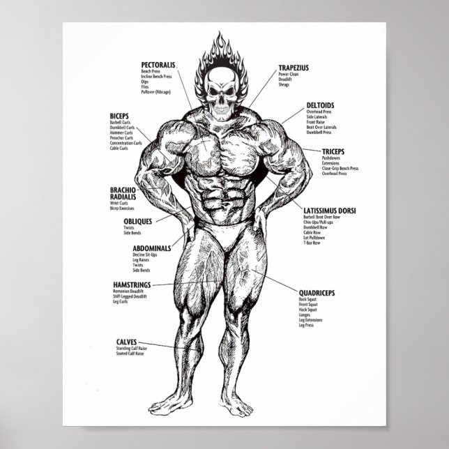 Poster Muscle Chart And Exercise Guide - Bodybuilding Mot (Frente)