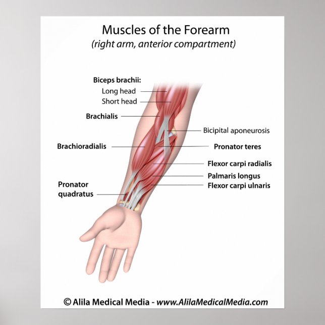 Poster Muscles of the forearm, labeled diagram. (Frente)