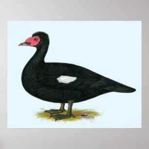 Pôster Muscovy Black Drake
