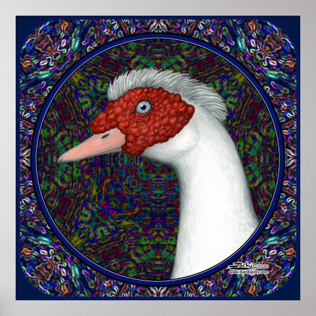 Poster Muscovy Cabeça de Pato Branca (Frente)