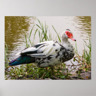 Poster Muscovy Duck