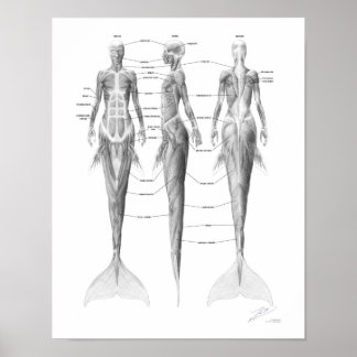 Poster Musculatura de Sereia