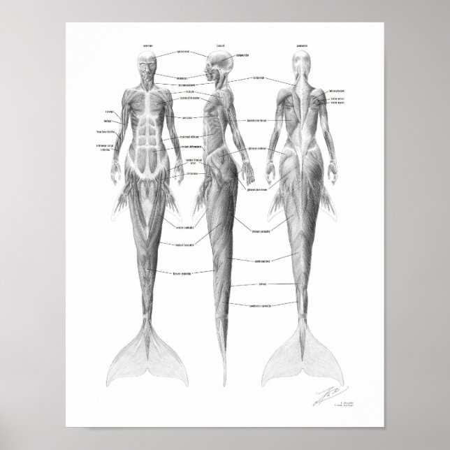 Poster Musculatura de Sereia (Frente)