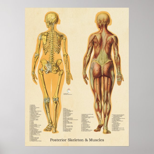Poster Músculo Esqueleto Anatomia esquelética Fêmea (Frente)