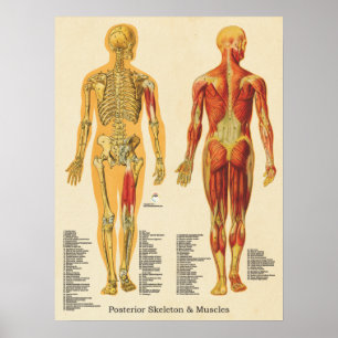 Poster Músculo Esqueleto Anatomia Esquelética Posterior