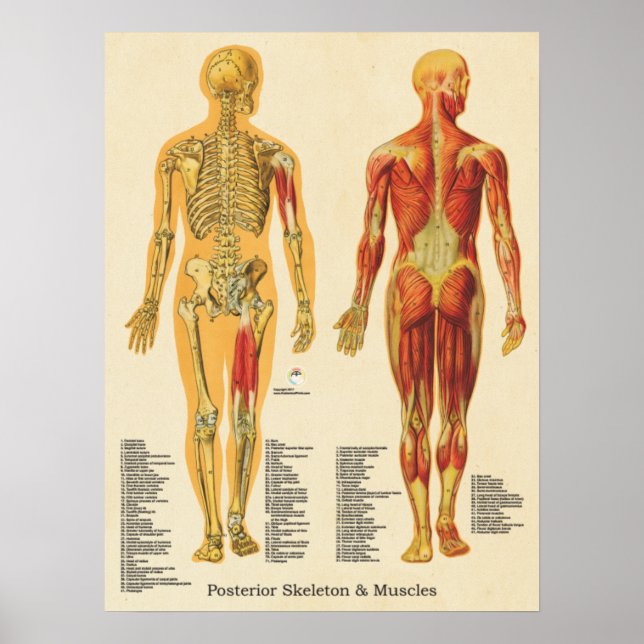 Poster Músculo Esqueleto Anatomia Esquelética Posterior (Frente)