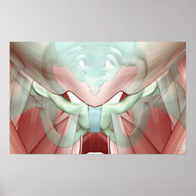 Pôster Músculo-esqueleto do Pelvis 2 (Frente)