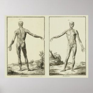 Poster Músculos Antigos, Anatomia Humana por Denis Didero