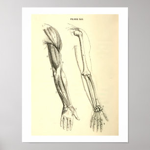 Poster Músculos da anatomia do vintage e ossos do bra