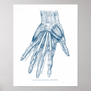 Pôster Músculos da arte da anatomia do vintage do azul d
